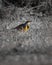 Eastern Meadowlark at Hatchie national wildlife refuge in Tennessee