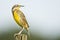 An Eastern Meadowlark perched