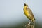 An Eastern meadowlark singing