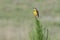 Eastern meadowlark sings in farmer`s field near Clermont, Florida