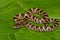 Eastern Milk Snake