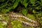 Eastern Milk Snake