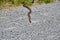 Eastern Milksnake in the wild