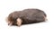 Eastern Mole