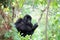 Eastern mountain gorilla baby