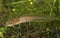 Eastern Newt Larvae Swimming Through Aquatic Vegetation