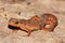 Eastern Newt (Notophthalmus viridescens)