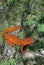 Eastern Newt, Notophthalmus Viridescens, on moss covered log