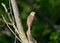 The eastern nightingale sits on a branch on a dark blurred background.