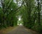 Eastern Oklahoma rural lane with trees