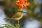 Eastern Olive Sunbird