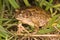 Eastern olive toad