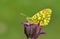 The eastern orange tip butterfly, Anthocharis damone , butterflies of Iran