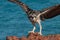 Eastern Osprey