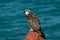 Eastern Osprey