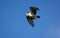 Eastern osprey female in flight with fish