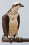 Eastern osprey (Pandion cristatus) - an Australian bird of prey