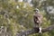 Eastern osprey (Pandion cristatus) - an Australian bird of prey