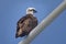 Eastern Osprey watchful on a post