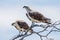 Eastern Osprey in Western Australia
