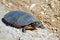 Eastern Painted Turtle