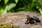 Eastern Painted Turtle