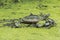 Eastern Painted Turtles on Log