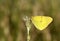 The eastern pale clouded yellow butterfly, Colias erate