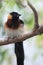 Eastern paradise whydah