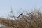 Eastern Paradise Whydah bird Vidua paradisaea in a shrub