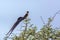 Eastern Paradise-Whydah in Kruger National park, South Africa