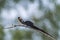 Eastern Paradise-Whydah in Kruger National park, South Africa