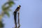 Eastern Paradise-Whydah in Kruger National park, South Africa