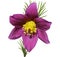 Eastern pasqueflower