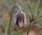 Eastern pasqueflower close-up
