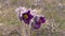 Eastern pasqueflower, cutleaf anemone Pulsatilla patens blooming in spring among the grass in the wild, Ukraine