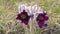 Eastern pasqueflower, cutleaf anemone Pulsatilla patens blooming in spring among the grass in the wild, Ukraine