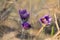Eastern pasqueflower, prairie crocus, cutleaf anemone (Pulsatilla patens