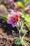 Eastern pasqueflower Pulsatilla patens, also known as prairie crocus, cutleaf anemone, rock lily