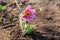 Eastern pasqueflower Pulsatilla patens, also known as prairie crocus, cutleaf anemone, rock lily