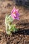 Eastern pasqueflower Pulsatilla patens, also known as prairie crocus, cutleaf anemone, rock lily