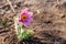 Eastern pasqueflower Pulsatilla patens, also known as prairie crocus, cutleaf anemone, rock lily