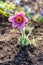 Eastern pasqueflower Pulsatilla patens, also known as prairie crocus, cutleaf anemone, rock lily
