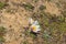 Eastern pasqueflower (Pulsatilla patens), also known as prairie crocus, cutleaf anemone, rock lily