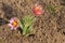 Eastern pasqueflower (Pulsatilla patens), also known as prairie crocus, cutleaf anemone, rock lily