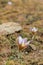 Eastern pasqueflower (Pulsatilla patens), also known as prairie crocus, cutleaf anemone, rock lily