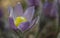Eastern pasqueflower or Rock lily