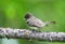 Eastern Phoebe