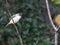 Eastern Phoebe avian creature perched on a wooden branch in a natural environment