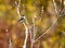 Eastern Phoebe bird perched on a branch with background of fall colors in the Okefenokee Swamp